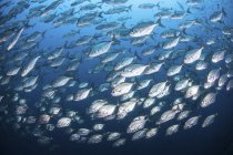 Escola bigeye trevally peixes perto de Cocos Island, Costa Rica — Fotografia de Stock