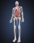 Vista completa del cuerpo humano masculino con órganos - foto de stock