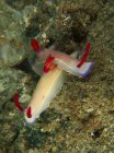 Hypselodoris bullockii with bright red gills — Stock Photo