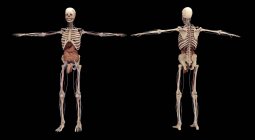 3D renderização de esqueleto humano com órgãos internos em fundo preto — Fotografia de Stock