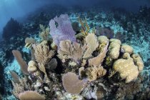 Gorgonianos com corais de construção de recifes em recifes — Fotografia de Stock