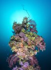 Коралові на щоглі корабельну аварію Shinkoku Мару — стокове фото