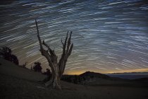 Dead pine tree against star trails — Stock Photo