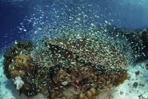 Школа рыб над кораллами — стоковое фото
