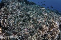 Ecole de l'anguille rayée Silure — Photo de stock