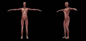Representación 3D del sistema muscular femenino sobre fondo negro - foto de stock