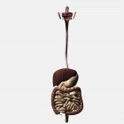 Медицинская иллюстрация пищеварительной системы человека, включая полость рта, пищевод, печень, желудок, толстый и тонкий кишечник — стоковое фото
