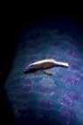 Crevettes sur étoile de mer bleue — Photo de stock