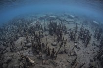 Raízes de manguezais que se elevam a partir do fundo do mar pouco profundo — Fotografia de Stock