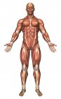 Анатомія чоловічої м'язової системи — стокове фото