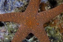 Sea star on coral reef — Stock Photo