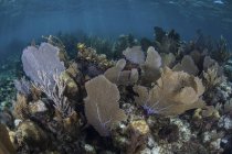 Gorgones colorés en eau peu profonde — Photo de stock