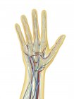 Main humaine avec des systèmes nerveux, lymphatique et circulatoire — Photo de stock