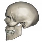 Vista lateral de la anatomía del cráneo humano - foto de stock