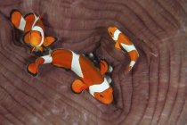 Ложная рыба-клоун, плавающая над анемоном — стоковое фото