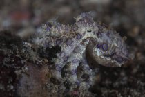 Синекольчатый осьминог на дне моря — стоковое фото