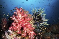 Мягкие кораллы и криноиды с рыбой на рифе — стоковое фото