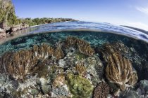 Colorido arrecife de coral en aguas poco profundas - foto de stock