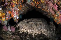 Wobbegong shark sleeping under coral cavern — Stock Photo
