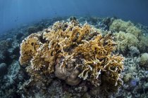 Огненные кораллы, растущие на мелководье — стоковое фото