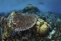 Snorkeler nuoto sopra la barriera corallina — Foto stock