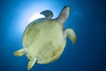 Живіт hawksbill морська черепаха — стокове фото