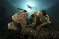 Buceador nadando sobre corales - foto de stock