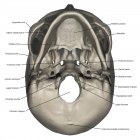 Visão inferior da anatomia do crânio humano com anotações — Fotografia de Stock