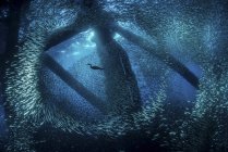 Corvo-marinho nadando através de baitfish — Fotografia de Stock
