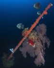Bow of the Hoki Maru shipwreck — Stock Photo