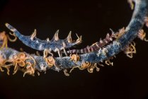 Два креветки на хлысте коралла — стоковое фото
