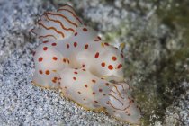 Ceylon nudibranchs accoppiamento su fondo sabbioso — Foto stock