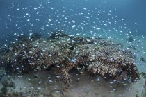 Damselfish swimming above corals — Stock Photo