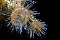 Tiger anemone colony — Stock Photo