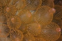Bulbed anemone primo piano colpo — Foto stock