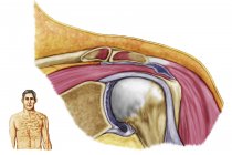 Ilustración médica de la anatomía del hombro izquierdo - foto de stock