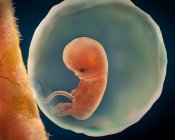 Medical illustration of fetus development — Stock Photo
