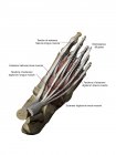Modell des Fußes, das die dorsalen oberflächlichen Muskeln und Knochenstrukturen mit Anmerkungen darstellt — Stockfoto