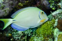 Poisson tang se nourrissant sur le récif corallien — Photo de stock