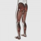 Anatomía muscular masculina de las piernas humanas sobre fondo blanco - foto de stock