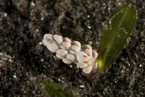 Flabellina nudibranca bianca con rinofori arancioni — Foto stock