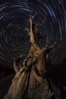 Bristlecone pine tree with star trails — Stock Photo