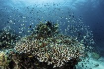 Damselfish swimming over corals — Stock Photo