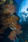 Reef scene with sea fan — Stock Photo