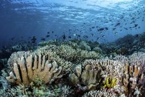 Poissons nageant sur des coraux durs — Photo de stock