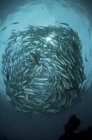 Rebanho circular de peixes trevalmente — Fotografia de Stock