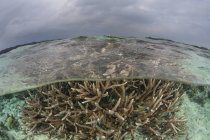 Colônia de coral de staghorn em águas rasas — Fotografia de Stock