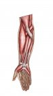 Anatomia dos músculos do antebraço humano — Fotografia de Stock