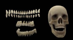 3D-Darstellung menschlicher Zähne und Schädel auf schwarzem Hintergrund — Stockfoto