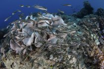 Scuola di anguilla a strisce Pesce gatto — Foto stock